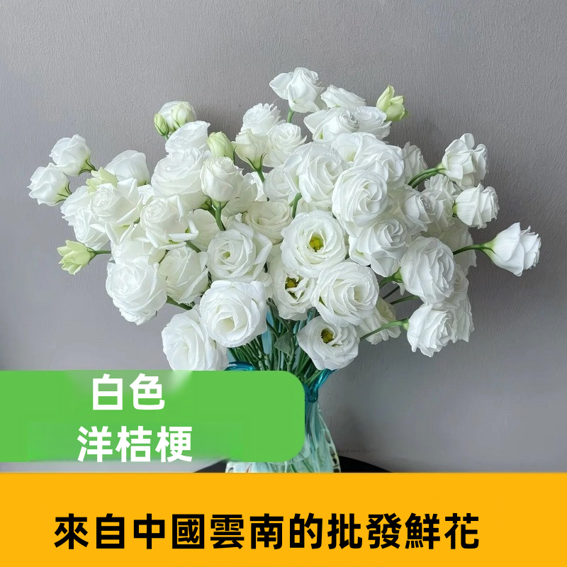 Assorted Multicolor Lisianthus Eustoma Fresh Cut Stems Bulk White Pink Purple Green Mixed Blooms