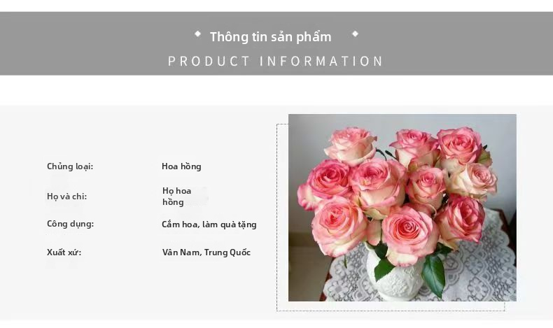Hoa hồng tươi cắt Jumilia Elsa | Màu trắng Cơ sở màu hồng Cạnh dài Cắt hoa hồng cho trang trí bó hoa cưới