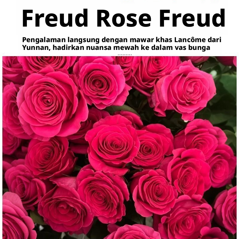 Fresh Cut Pink Floyd Rose | Hot Fuchsia Kepala Besar Batang Panjang Mawar Potongan Mewah untuk Buket Pernikahan