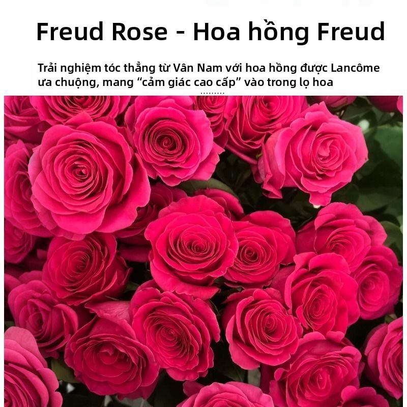 Hoa hồng Floyd màu hồng tươi | Hoa hồng Fuchsia nóng Đầu lớn Thân dài Hoa hồng cắt sang trọng cho bó hoa cưới