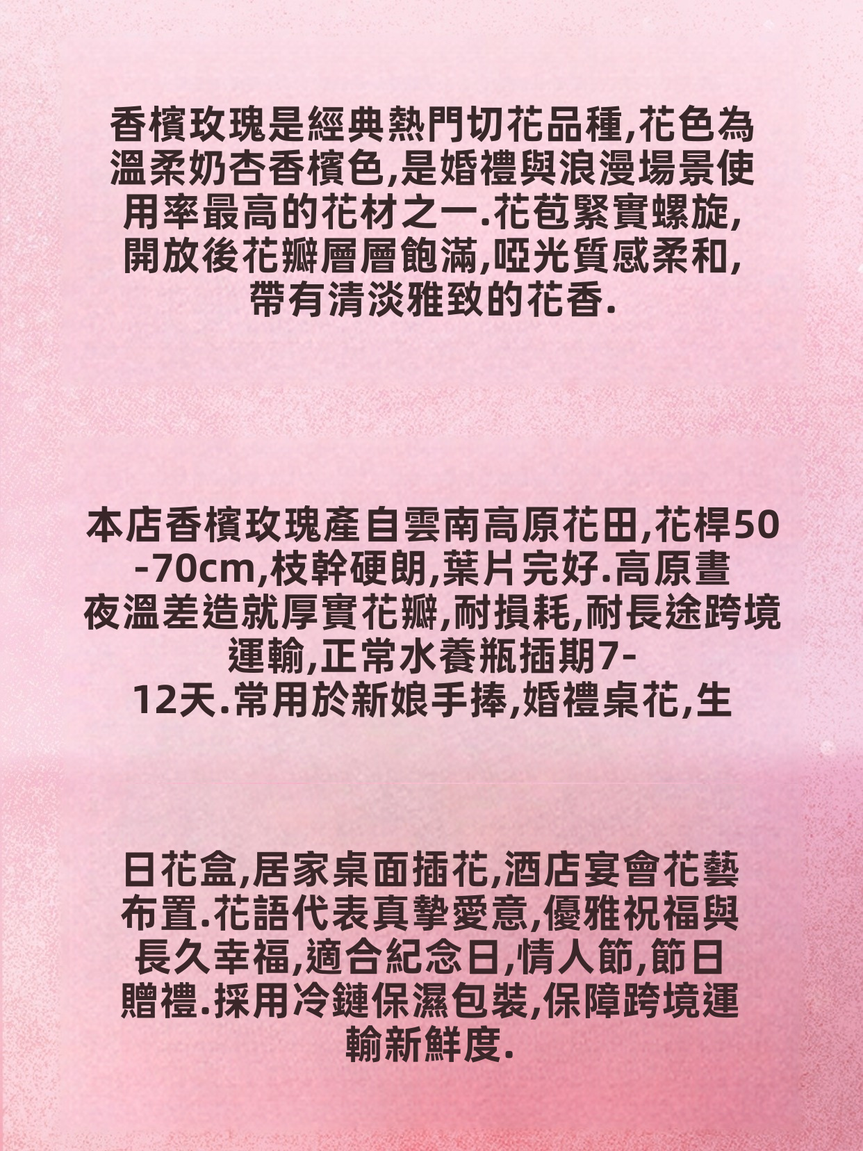 用於婚禮花束裝飾的新鮮切割香檳玫瑰奶油杏長莖切花