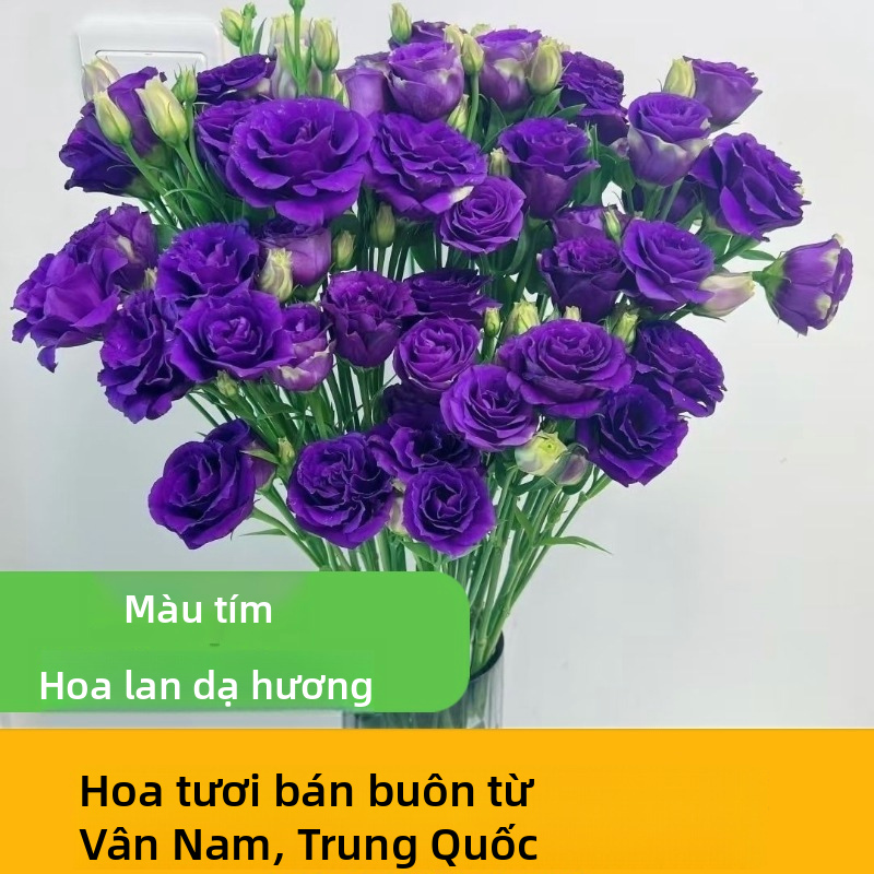 Các loại nhiều màu Lisianthus Eustoma tươi cắt gốc số lượng lớn Trắng hồng tím Xanh lá cây hỗn hợp Blooms