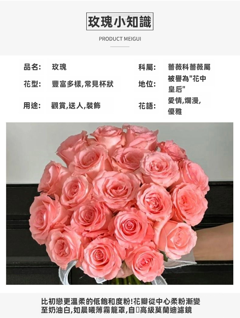 Fresh Cut Princess Diana Rose Elegant Peach Pink Long Stem Hybrid Tea Rose for Wedding Bouquet