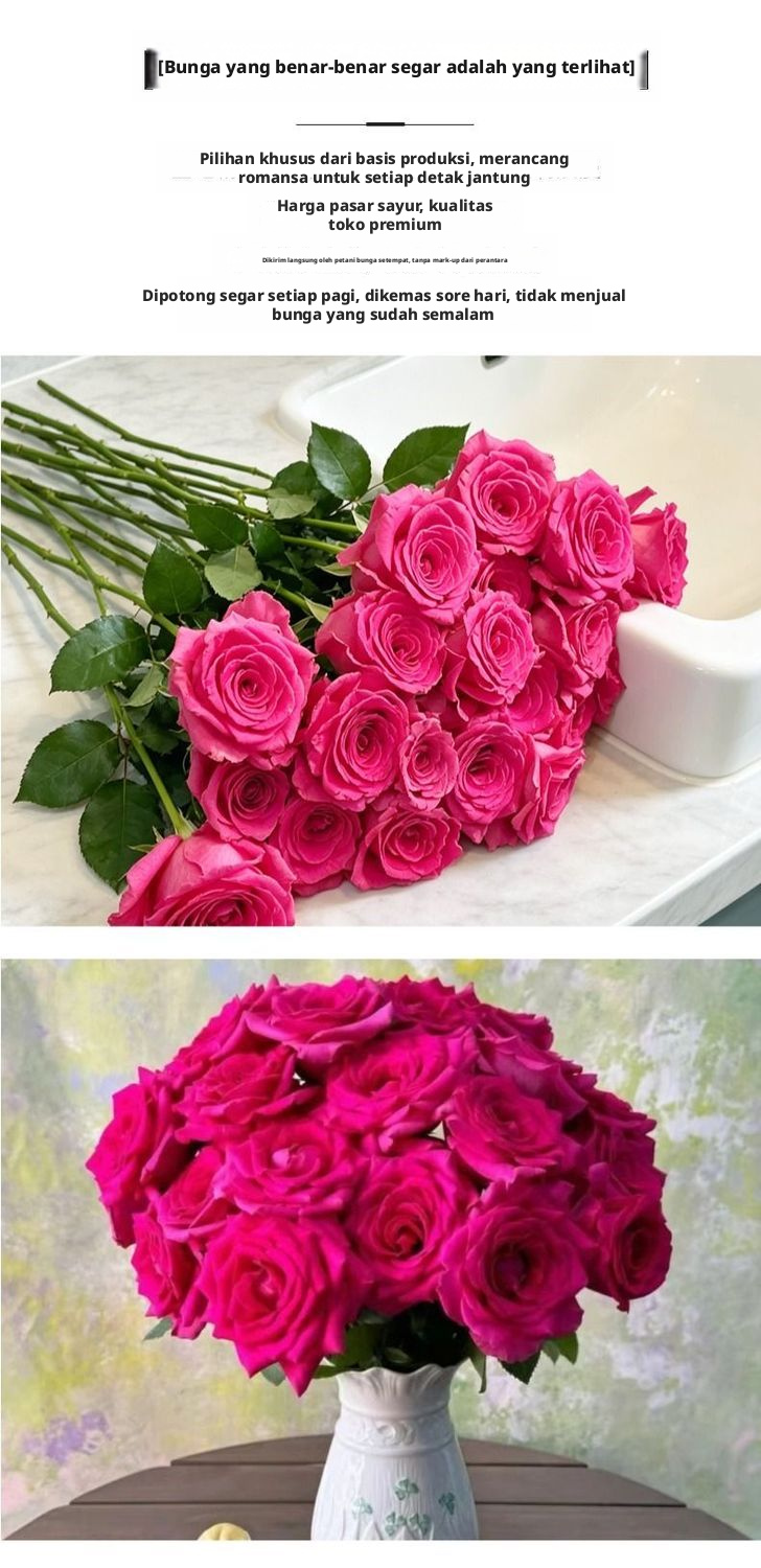 Fresh Cut Pink Floyd Rose | Hot Fuchsia Kepala Besar Batang Panjang Mawar Potongan Mewah untuk Buket Pernikahan