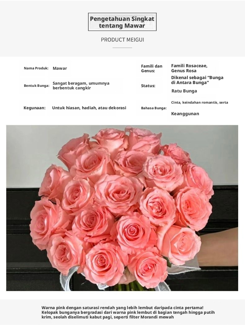 Potong Segar Putri Diana Rose | Mawar Teh Hibrida Batang Panjang Peach Pink yang Elegan untuk Buket Pernikahan
