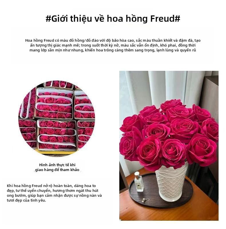 Hoa hồng Floyd màu hồng tươi | Hoa hồng Fuchsia nóng Đầu lớn Thân dài Hoa hồng cắt sang trọng cho bó hoa cưới