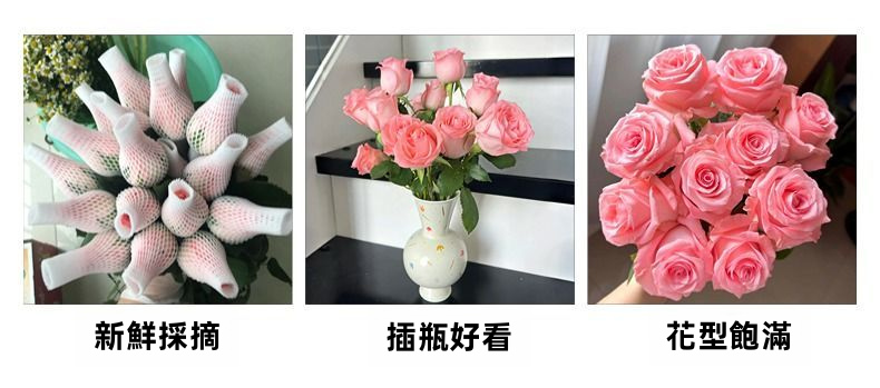 Fresh Cut Princess Diana Rose Elegant Peach Pink Long Stem Hybrid Tea Rose for Wedding Bouquet