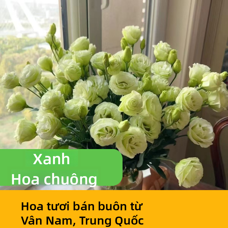 Các loại nhiều màu Lisianthus Eustoma tươi cắt gốc số lượng lớn Trắng hồng tím Xanh lá cây hỗn hợp Blooms