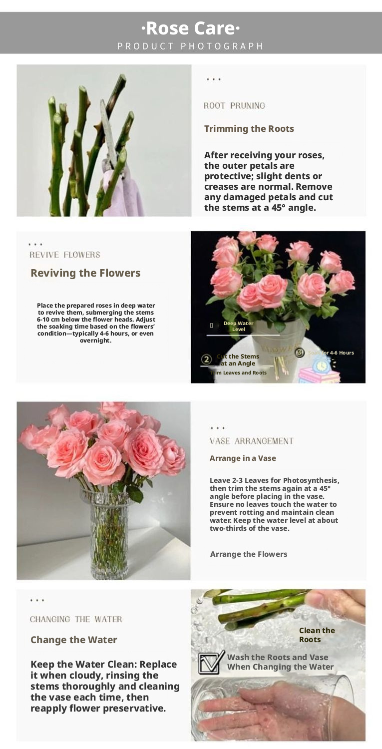 Fresh Cut Miss Piggy Rose | Miss Zhu Peach Pink Ombre Long Stem Cut Rose for Wedding Bouquet