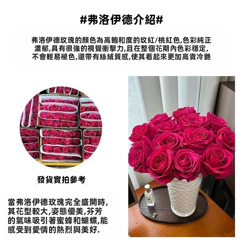 鮮切粉紅弗洛伊德玫瑰|熱紫紅色大頭長莖豪華切割玫瑰婚禮花束
