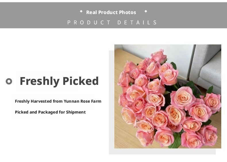 Fresh Cut Miss Piggy Rose | Miss Zhu Peach Pink Ombre Long Stem Cut Rose for Wedding Bouquet