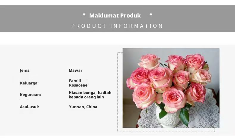 Potongan Segar Jumilia Elsa Rose | Asas Putih Merah Jambu Tepi Batang Panjang Potong Mawar untuk Hiasan Sejambak Perkahwinan