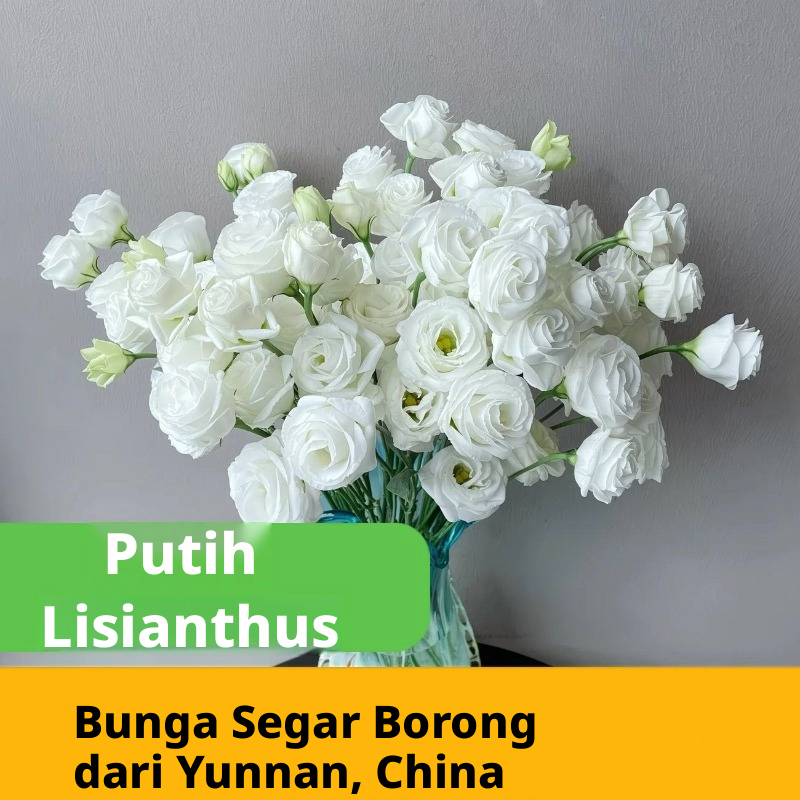 Pelbagai Warna Lisianthus Eustoma Batang Potongan Segar Pukal | Putih Merah Jambu Ungu Hijau Bunga Campuran