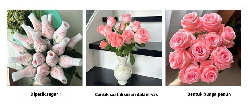 Potong Segar Putri Diana Rose | Mawar Teh Hibrida Batang Panjang Peach Pink yang Elegan untuk Buket Pernikahan