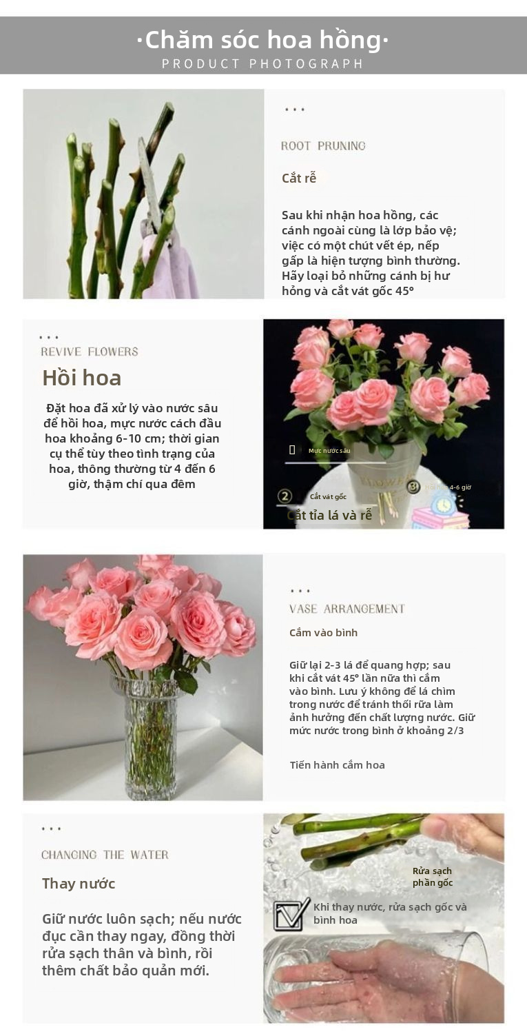 Hoa hồng tươi cắt Jumilia Elsa | Màu trắng Cơ sở màu hồng Cạnh dài Cắt hoa hồng cho trang trí bó hoa cưới