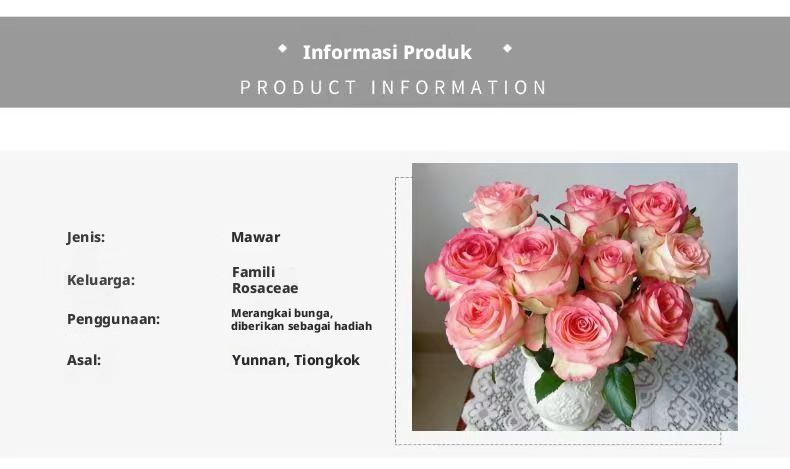 Potongan Segar Jumilia Elsa Rose | Dasar Putih Pink Edge Long Stem Cut Rose untuk Dekorasi Buket Pernikahan