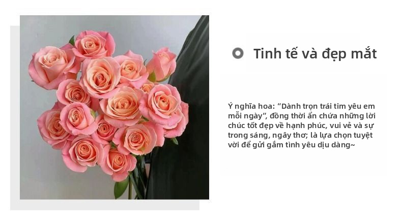 Hoa hồng tươi cắt hoa hồng | Hoa hậu Zhu màu hồng đào Ombre Hoa hồng cắt thân dài cho bó hoa cưới