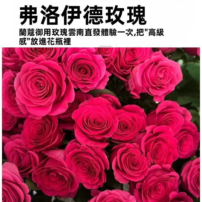 鮮切粉紅弗洛伊德玫瑰|熱紫紅色大頭長莖豪華切割玫瑰婚禮花束
