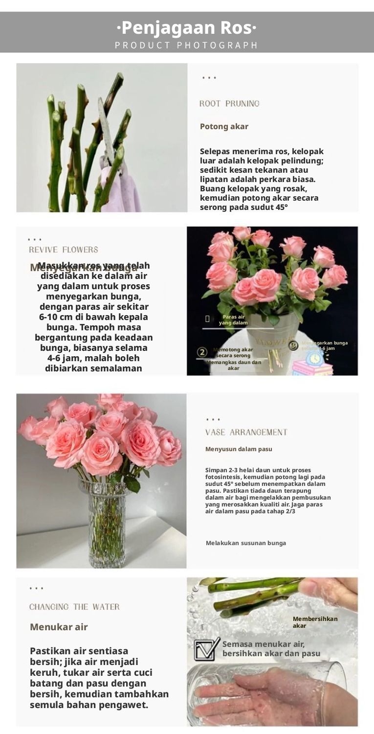 Potongan Segar Cik Piggy Rose | Cik Zhu Peach Merah Jambu Ombre Batang Panjang Potong Mawar untuk Sejambak Perkahwinan