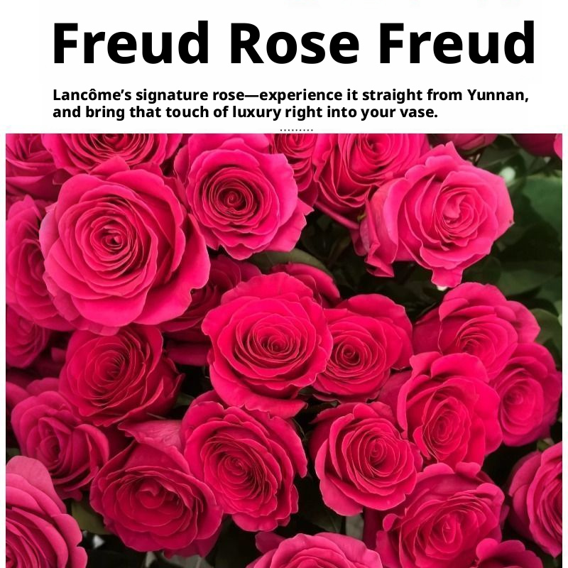 Fresh Cut Pink Floyd Rose | Hot Fuchsia Large Head Long Stem Luxury Cut Rose for Wedding Bouquet