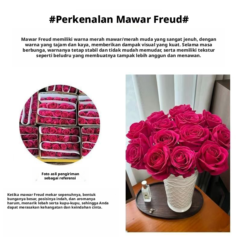 Fresh Cut Pink Floyd Rose | Hot Fuchsia Kepala Besar Batang Panjang Mawar Potongan Mewah untuk Buket Pernikahan