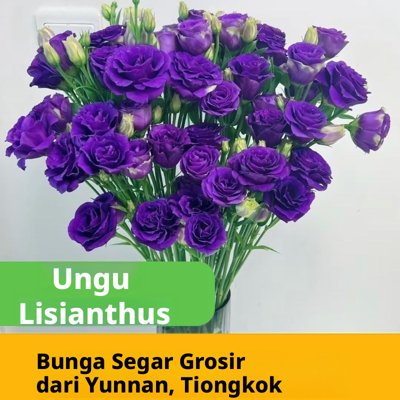 Aneka Multicolor Lisianthus Eustoma Batang Potong Segar Massal | Putih Merah Muda Ungu Hijau Campuran Mekar