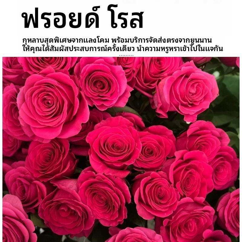 ฟลอยด์โรสสีชมพูตัดสด | ดอกบานเย็นร้อนหัวใหญ่ก้านยาวกุหลาบตัดหรูหราสำหรับช่อดอกไม้งานแต่งงาน