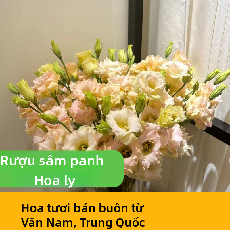 Các loại nhiều màu Lisianthus Eustoma tươi cắt gốc số lượng lớn Trắng hồng tím Xanh lá cây hỗn hợp Blooms