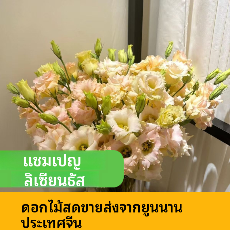 คละสี ลิเซียนตัส ยูสโตมา ก้านตัดสดจำนวนมาก | ขาว ชมพู ม่วง เขียว ดอกผสม