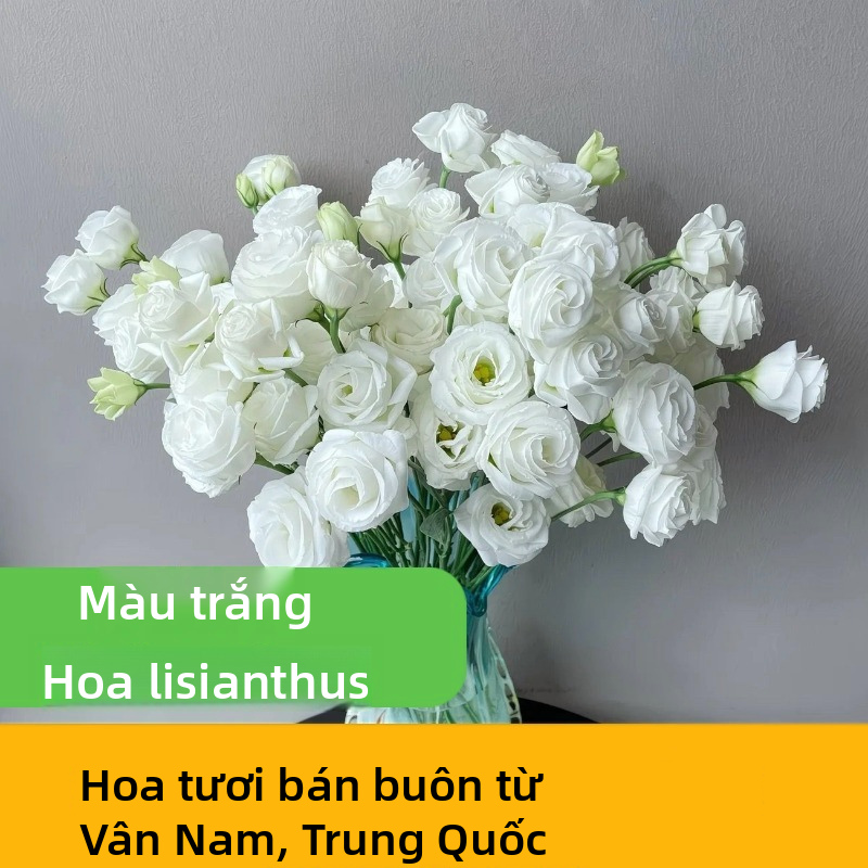 Các loại nhiều màu Lisianthus Eustoma tươi cắt gốc số lượng lớn Trắng hồng tím Xanh lá cây hỗn hợp Blooms