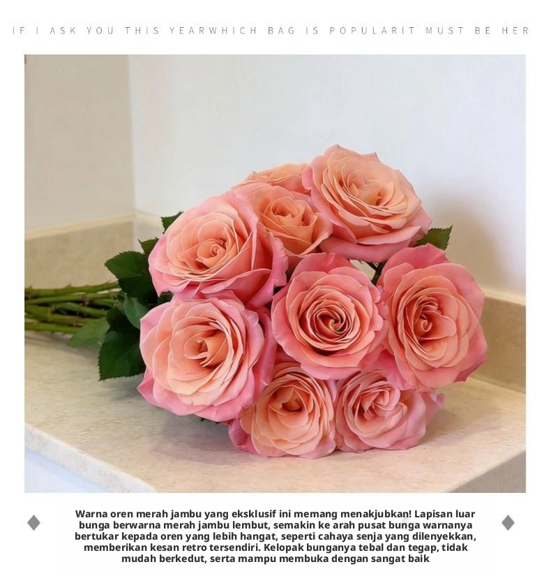 Potongan Segar Cik Piggy Rose | Cik Zhu Peach Merah Jambu Ombre Batang Panjang Potong Mawar untuk Sejambak Perkahwinan