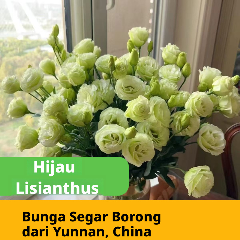 Pelbagai Warna Lisianthus Eustoma Batang Potongan Segar Pukal | Putih Merah Jambu Ungu Hijau Bunga Campuran