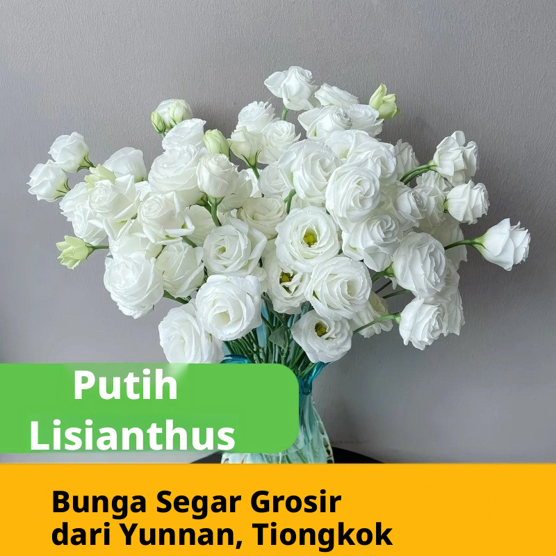 Aneka Multicolor Lisianthus Eustoma Batang Potong Segar Massal | Putih Merah Muda Ungu Hijau Campuran Mekar