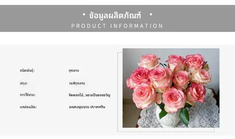จูมิเลีย เอลซ่า โรส ตัดสด | ฐานสีขาว ขอบสีชมพู กุหลาบตัดก้านยาว สำหรับตกแต่งช่อดอกไม้งานแต่งงาน