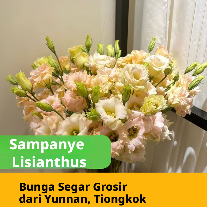 Aneka Multicolor Lisianthus Eustoma Batang Potong Segar Massal | Putih Merah Muda Ungu Hijau Campuran Mekar