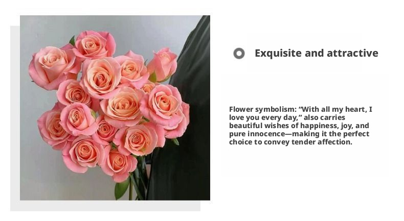Fresh Cut Miss Piggy Rose | Miss Zhu Peach Pink Ombre Long Stem Cut Rose for Wedding Bouquet