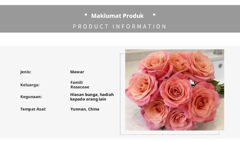 Potongan Segar Cik Piggy Rose | Cik Zhu Peach Merah Jambu Ombre Batang Panjang Potong Mawar untuk Sejambak Perkahwinan