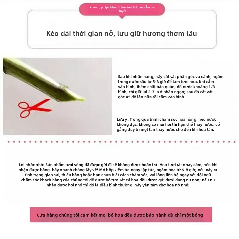 Vân Nam Côn Minh tươi đầy sao bó hoa | Hoa cắt tươi tự nhiên | Hoa trang trí nhà hoa cưới