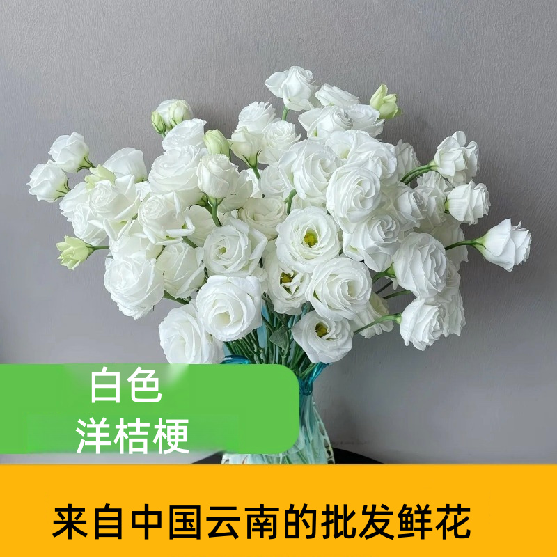 Assorted Multicolor Lisianthus Eustoma Fresh Cut Stems Bulk White Pink Purple Green Mixed Blooms