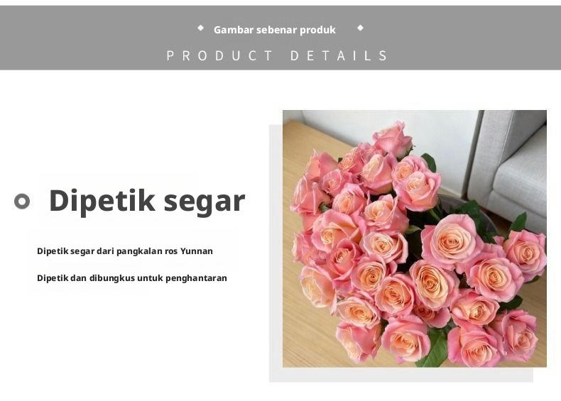 Potongan Segar Cik Piggy Rose | Cik Zhu Peach Merah Jambu Ombre Batang Panjang Potong Mawar untuk Sejambak Perkahwinan