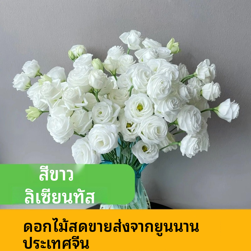 คละสี ลิเซียนตัส ยูสโตมา ก้านตัดสดจำนวนมาก | ขาว ชมพู ม่วง เขียว ดอกผสม