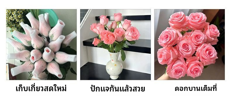 เจ้าหญิงไดอาน่าโรสตัดสด | กุหลาบชาไฮบริดก้านยาวสีชมพูพีชหรูหราสำหรับช่อดอกไม้งานแต่งงาน