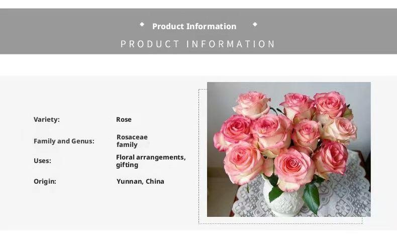 Fresh Cut Jumilia Elsa Rose | White Base Pink Edge Long Stem Cut Rose for Wedding Bouquet Decor