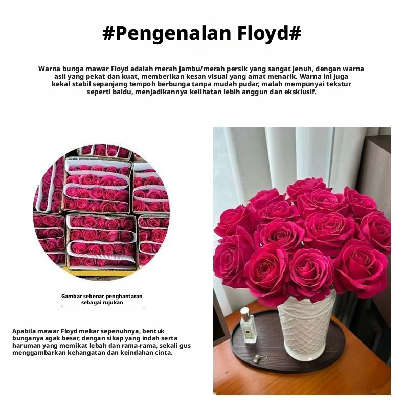 Mawar Floyd Merah Jambu Potongan Segar | Mawar Potongan Mewah Kepala Besar Fuchsia Panas untuk Sejambak Perkahwinan