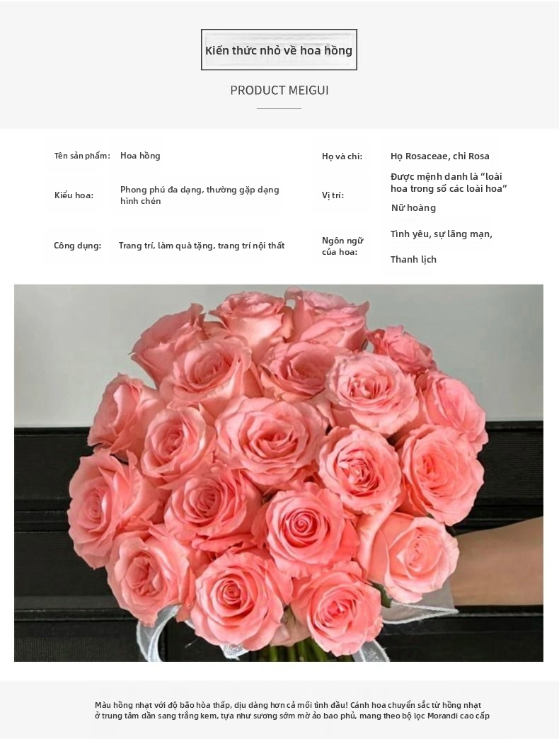 Hoa hồng Công nương Diana cắt tươi Hoa hồng trà lai thân dài màu hồng đào thanh lịch cho bó hoa cưới