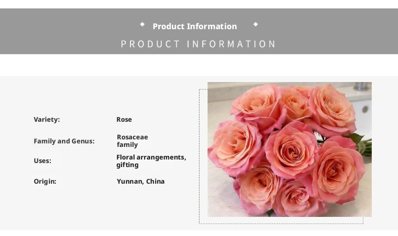 Fresh Cut Miss Piggy Rose | Miss Zhu Peach Pink Ombre Long Stem Cut Rose for Wedding Bouquet