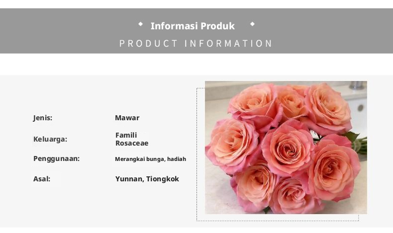 Potongan Segar Nona Piggy Rose | Nona Zhu Peach Pink Ombre Long Stem Cut Rose untuk Buket Pernikahan