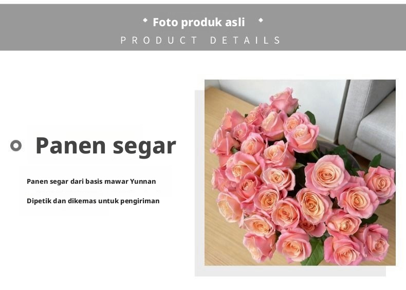 Potongan Segar Nona Piggy Rose | Nona Zhu Peach Pink Ombre Long Stem Cut Rose untuk Buket Pernikahan