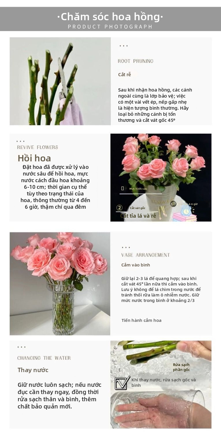 Hoa hồng tươi cắt hoa hồng | Hoa hậu Zhu màu hồng đào Ombre Hoa hồng cắt thân dài cho bó hoa cưới