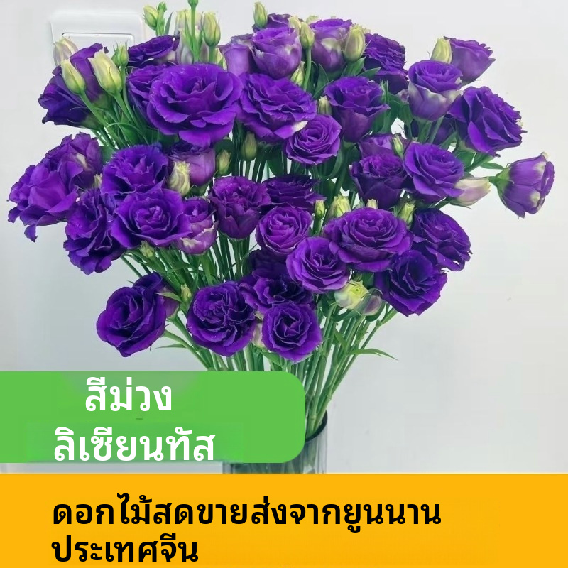คละสี ลิเซียนตัส ยูสโตมา ก้านตัดสดจำนวนมาก | ขาว ชมพู ม่วง เขียว ดอกผสม